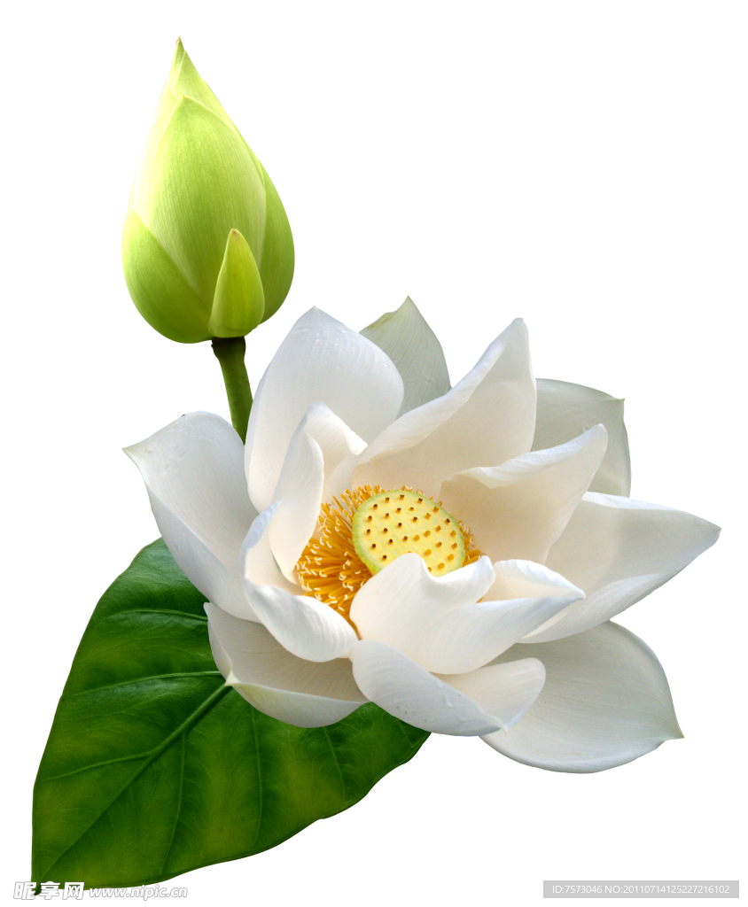 荷花