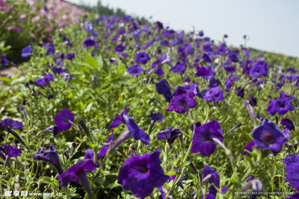 深紫色花朵