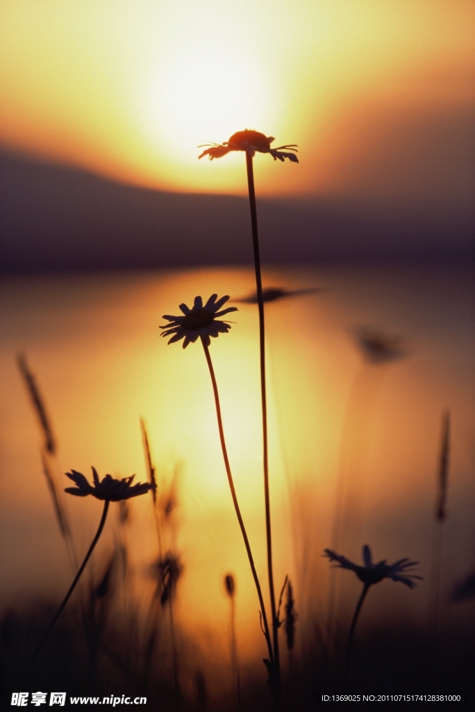 夕阳 花朵
