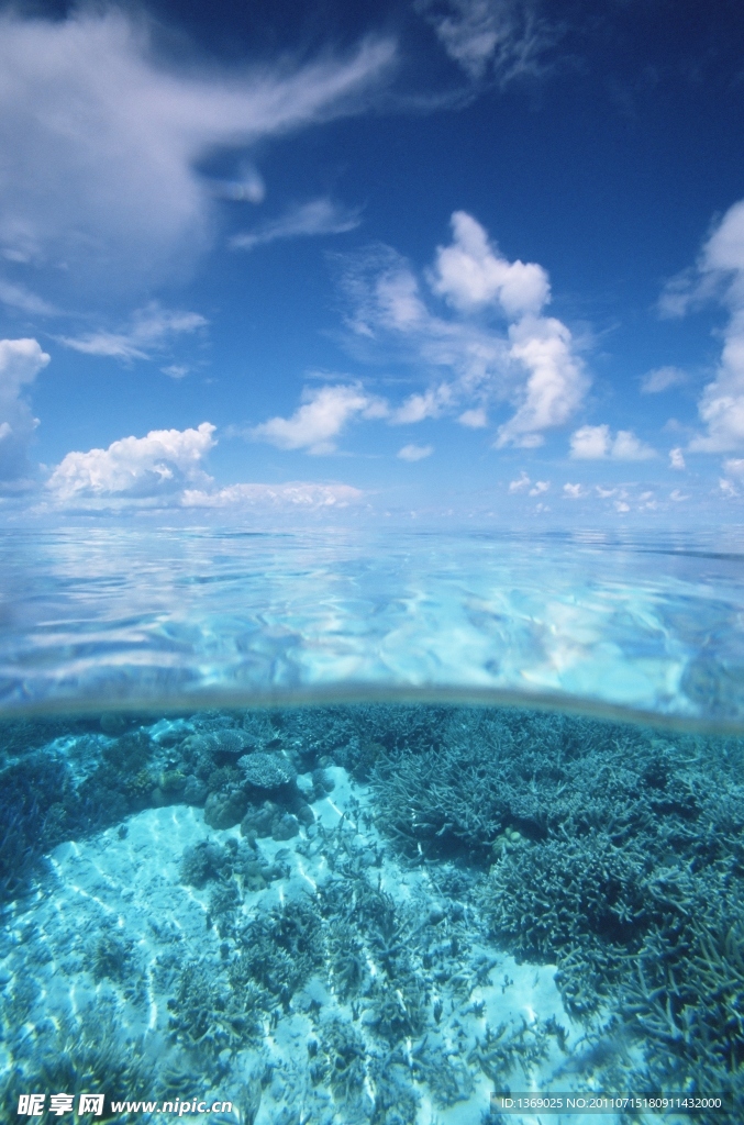 海底珊瑚
