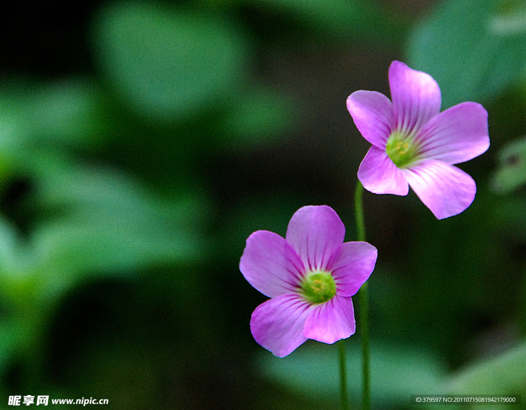 小花成双
