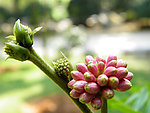 花卉