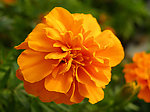 金鸡菊