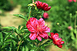 芍药花