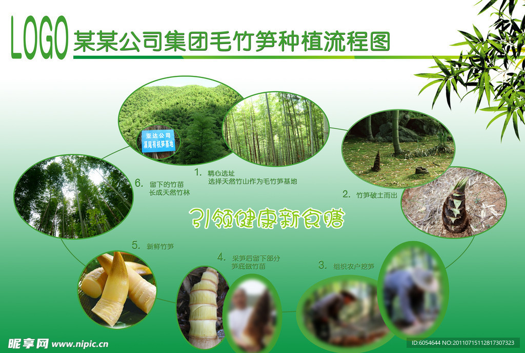 竹笋种植流程图