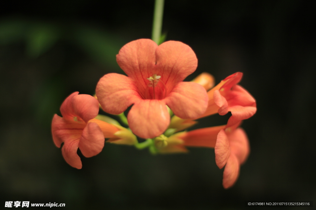 凌霄花