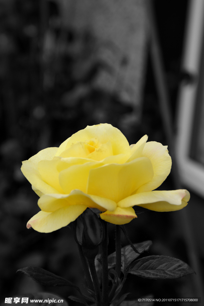 玫瑰花