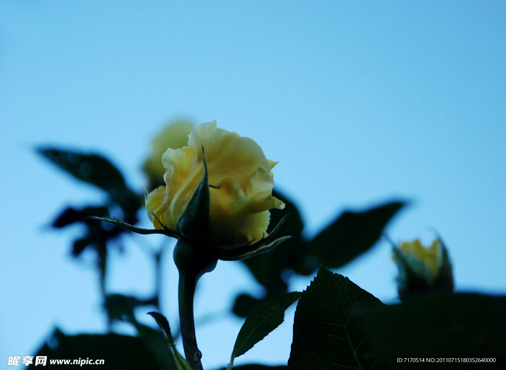 玫瑰花