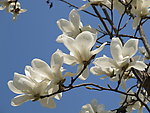 白玉兰