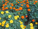 百花齐放