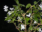 茉莉花
