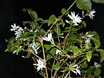 夜中茉莉花