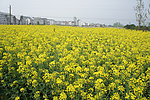 油菜花