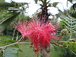 花树