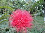 鲜花