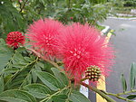 鲜花
