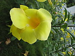 鲜花