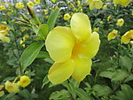 鲜花