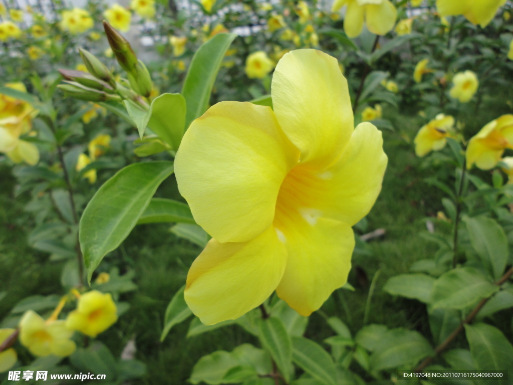 鲜花