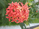 鲜花