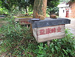 蜜蜂