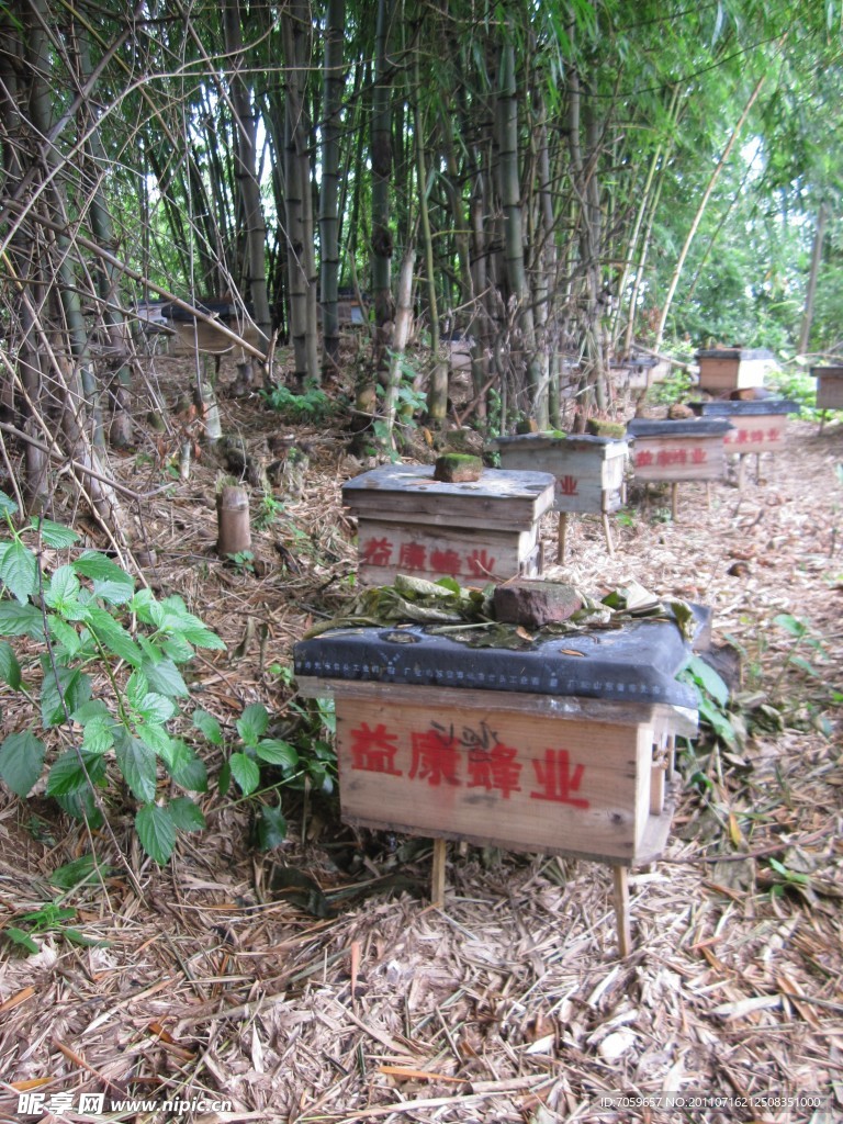 蜜蜂