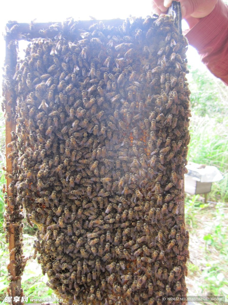 蜜蜂