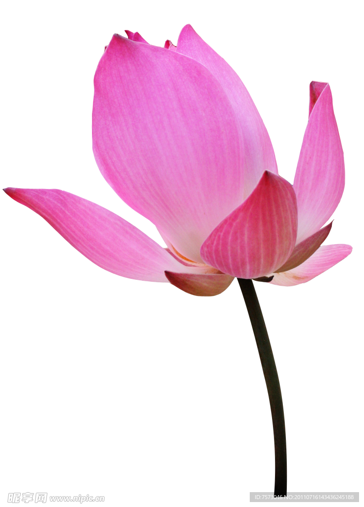 荷花 莲花