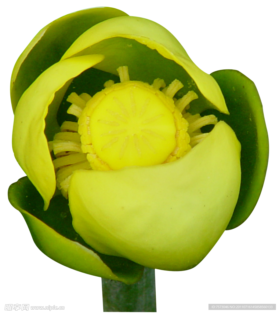 莲花花蕾花蕊