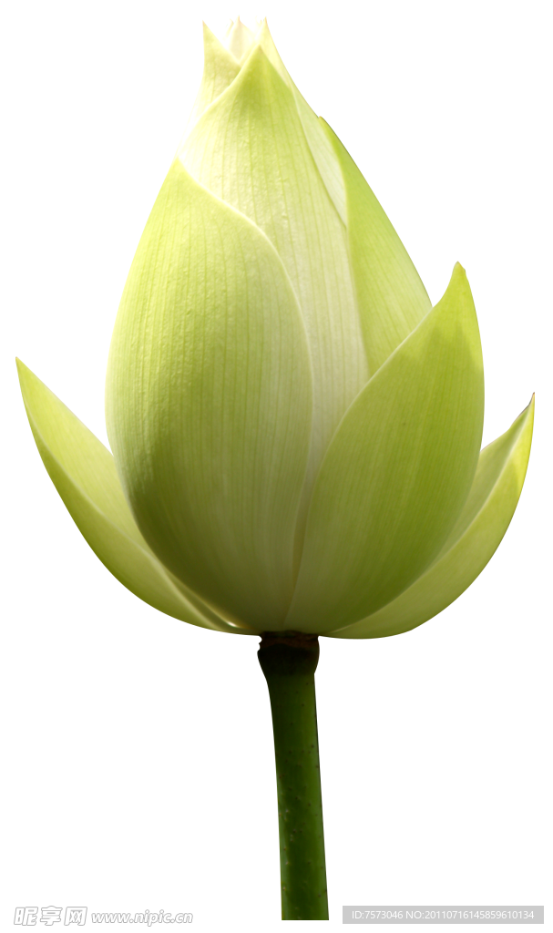 莲花花蕾