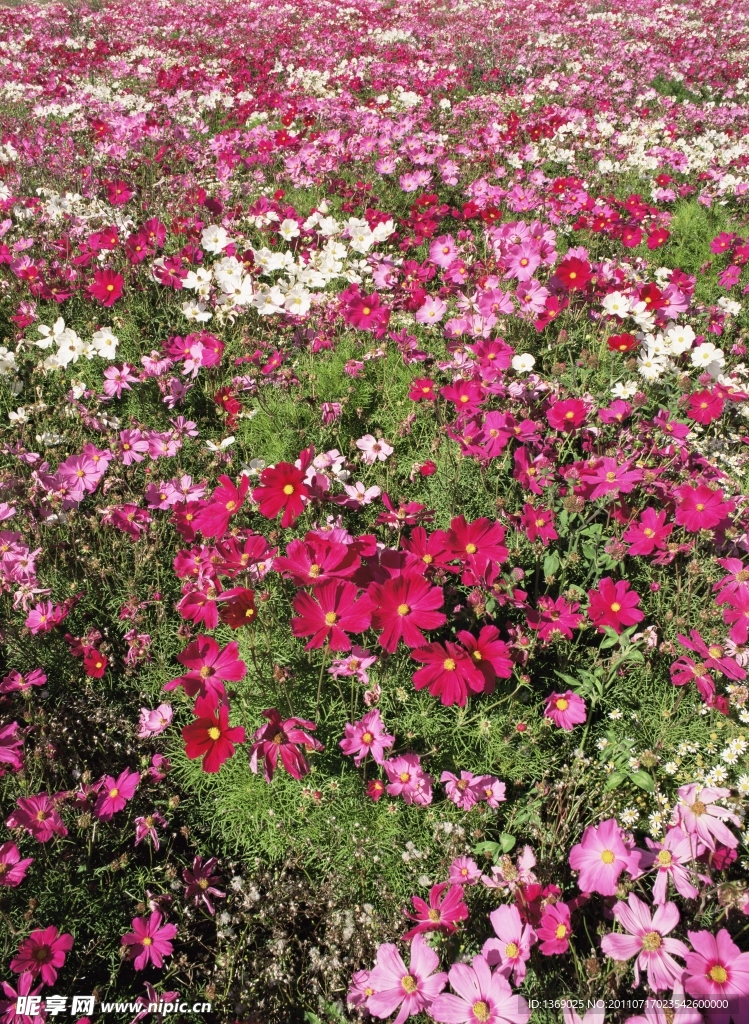 花丛遍野