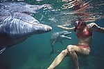 海豚