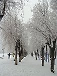 雪后的小树林