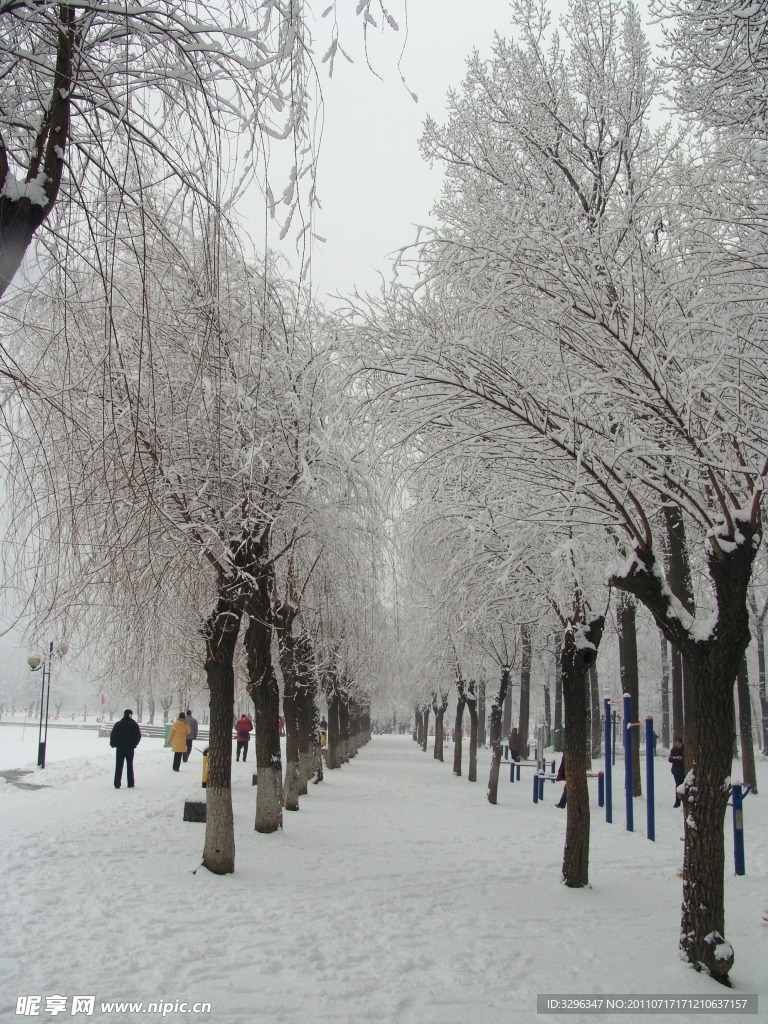 雪后的小树林