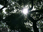 光线穿透树枝