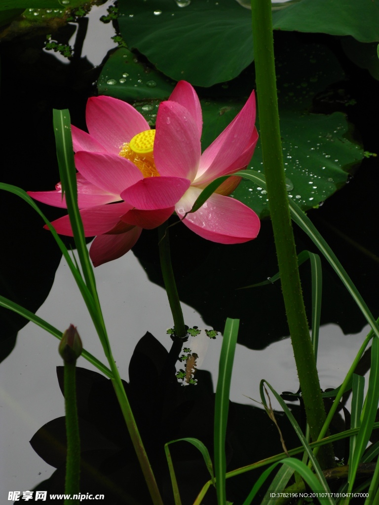 荷花