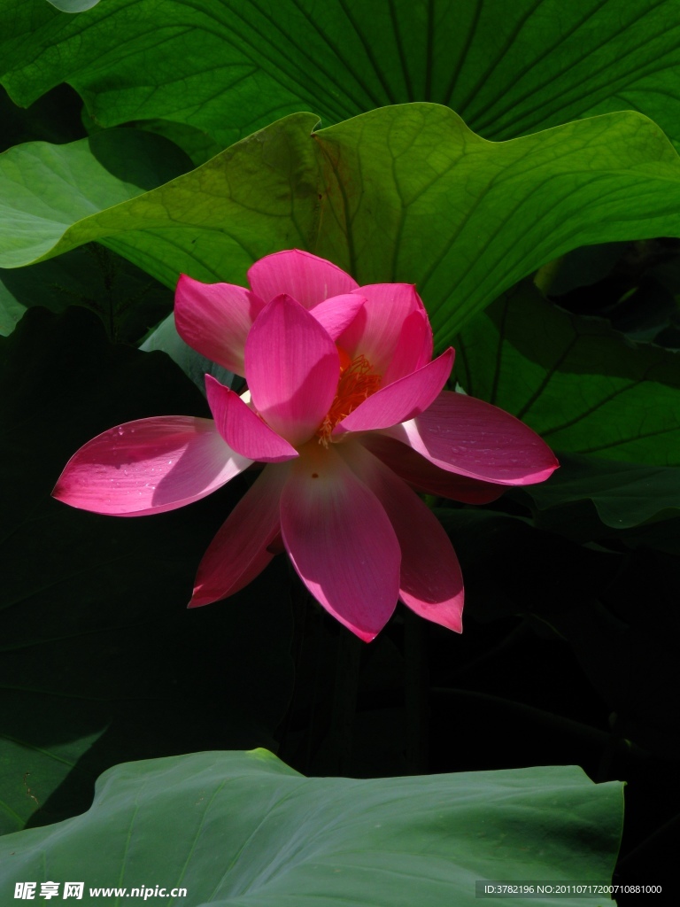 荷花