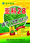 亚科28 油菜