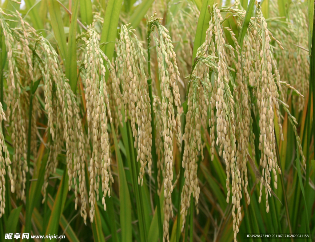 水稻穗