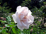 玫瑰花