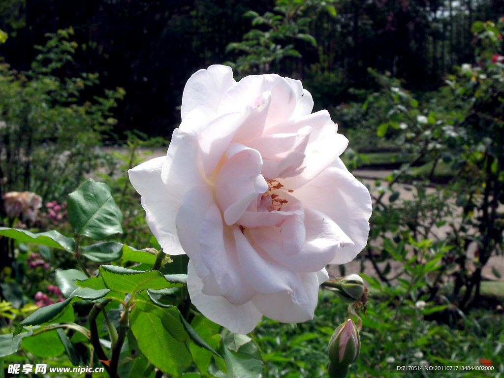 玫瑰花