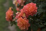 玫瑰花