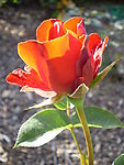 玫瑰花