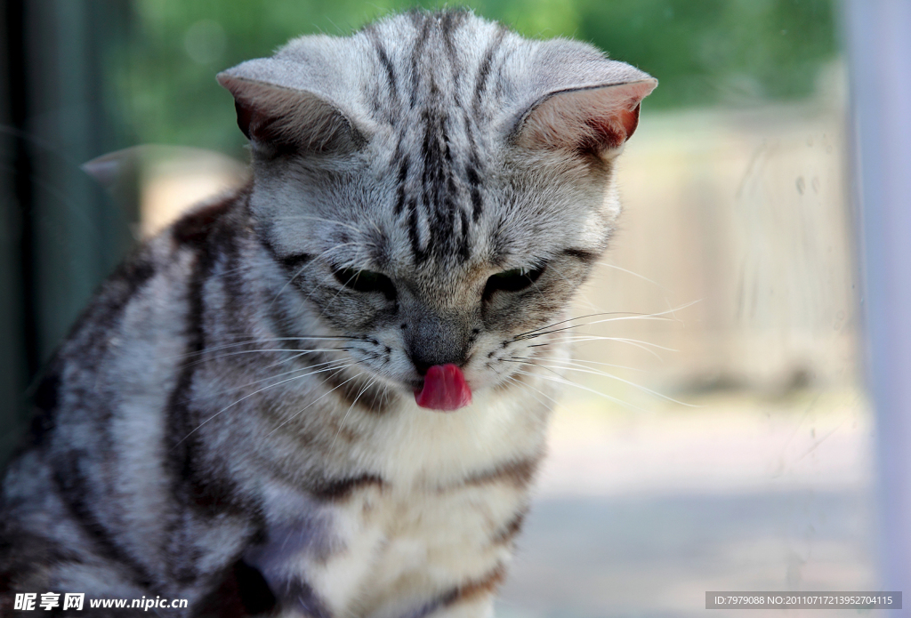 吐小舌头的猫猫