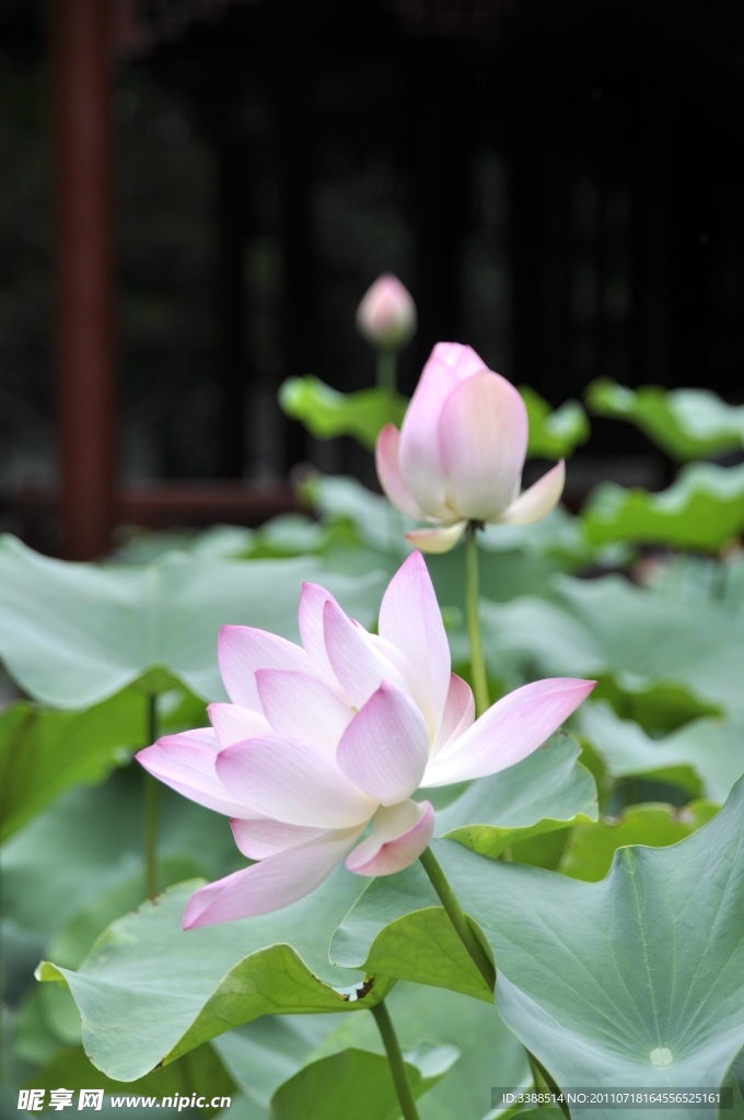 荷花