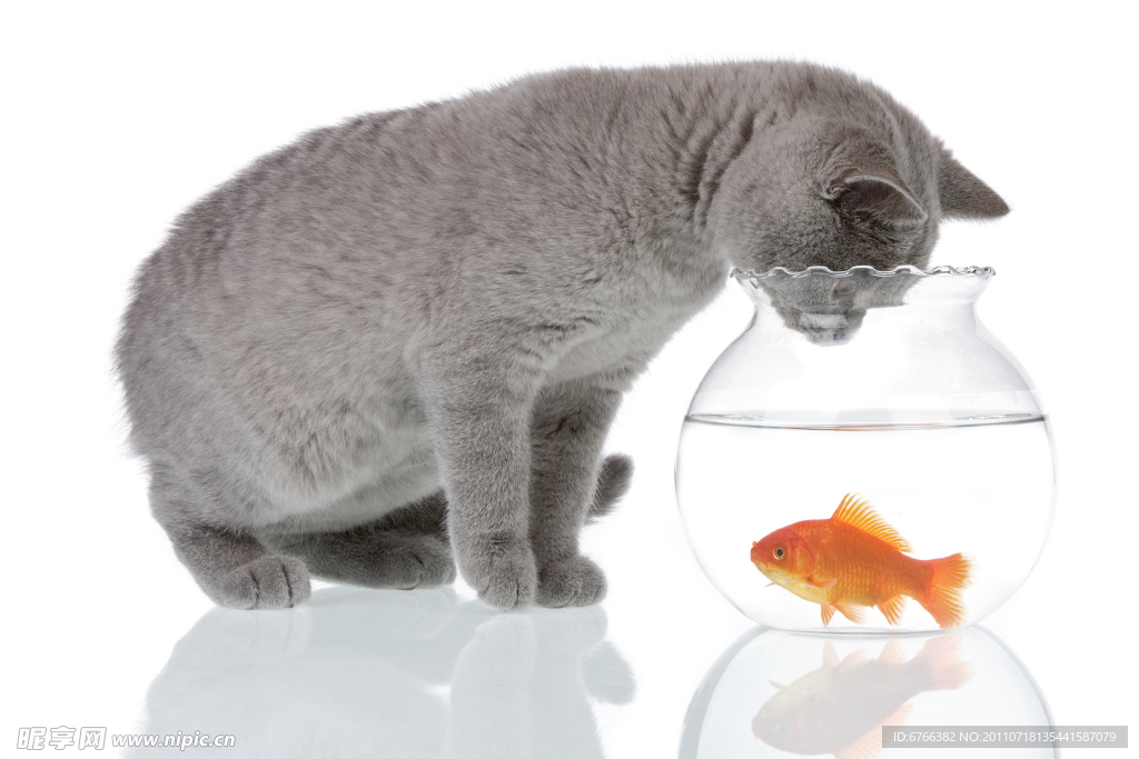 猫与金鱼