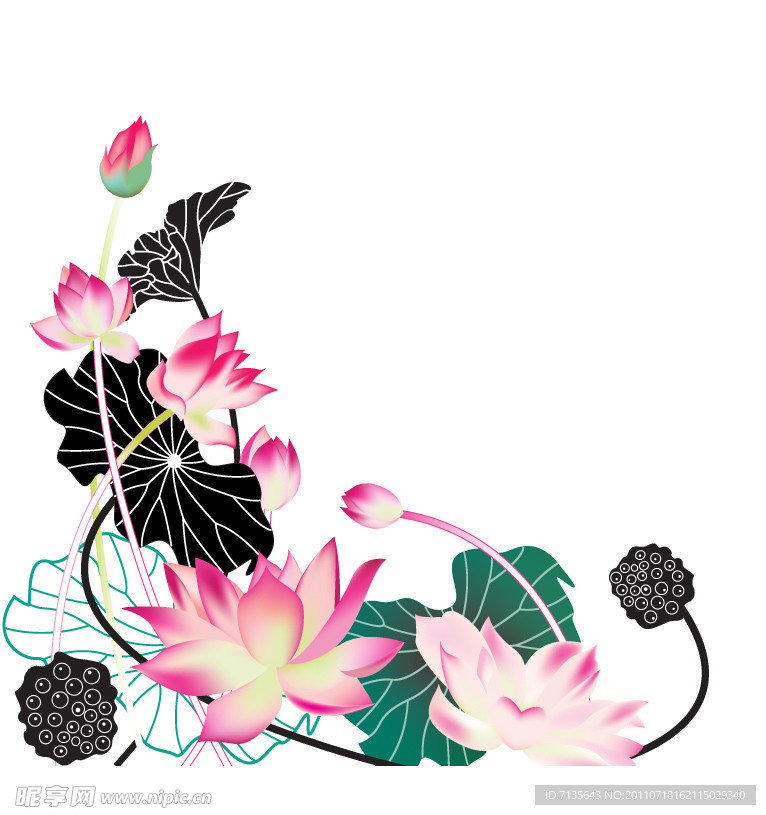 荷花