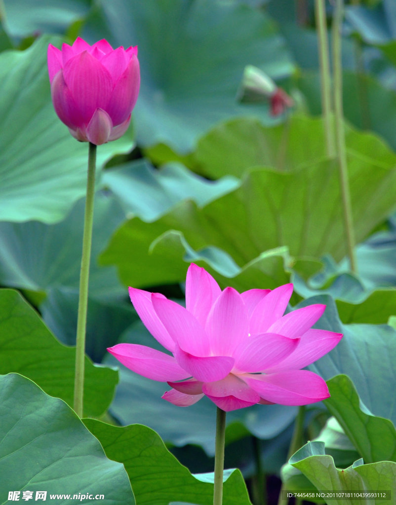 荷花