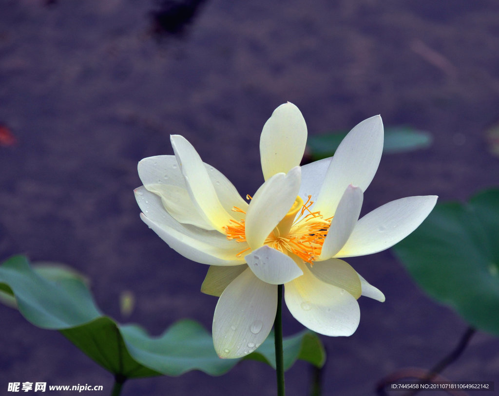 荷花