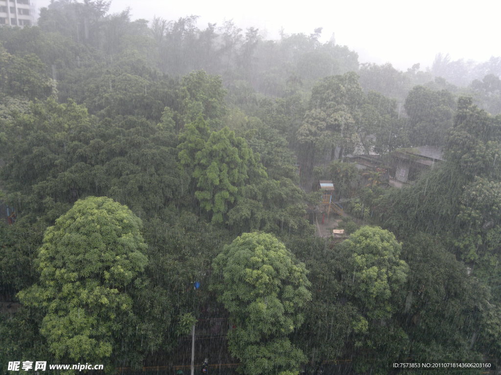 雨中城市森林